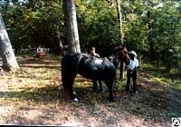 1978 07 01 12 Eno Park Folk Festival.jpg